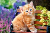 Пазли Рудий кіт, 500 елементів Castorland В-52240