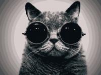 Картина за номерами. Art Craft "Кот Морфіус" 40 * 50 см 11607-AC