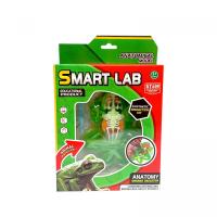 Набір для дослідів  Анатомія тварин, Жаба MIC 801B
