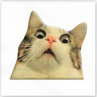 3D стікер Здивований котик (ціна за 1 стікер) Tattooshka SX-27