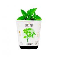 Ботанічні експерименти "Квіти в горщику" X2024-153-2 грунт, насіння, стакан з кришкою