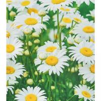 Алмазна мозаїка Білі ромашки 40х50 см Strateg SK88245