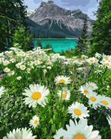 Картина за номерами. Brushme "Ромашки у гір" GX29451