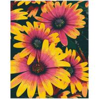 Картина за номерами Яскравість Riviera Blanca RB-0532