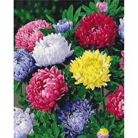 Картина за номерами "Різнобарвні айстри" BS54120, 40х50 см