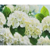 Алмазна мозаїка Біле сяйво 30х40 см Strateg HEG88155