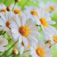 Алмазна мозаїка Польові спогади 30х30 см Strateg HEE16324