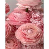 Алмазна мозаїка "Рожеві лютики" JSFH85887 без підрамника 40х50 см