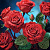 Алмазна мозаїка "Червоні троянди" ZAV1818-24, 18х18 см