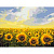 Картина за номерами "Поле соняшників" RBS135, 30x40 см
