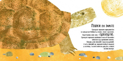 Наталія Чуб Куди поділася черепаха? Ранок S914004У