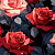 Картина за номерами на чорному фоні Червоні троянди краси 30х30 см Strateg SH3030-22