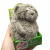 Мʼяка іграшка Plush and Co. КОТИК (БІЛИЙ) 12 см Plush and Co PLC25015 Мʼяка іграшка Plush and Co. КОТИК (БІЛИЙ) 12 см Plush and Co PLC25015