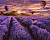 Картина за номерами "Квітуча лаванда" Ідейка KHO2839 40х50 см