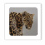 3D стікер Wild cat (ціна за 1 шт) Tattooshka SX-145 3D стікер Wild cat (ціна за 1 шт) Tattooshka SX-145