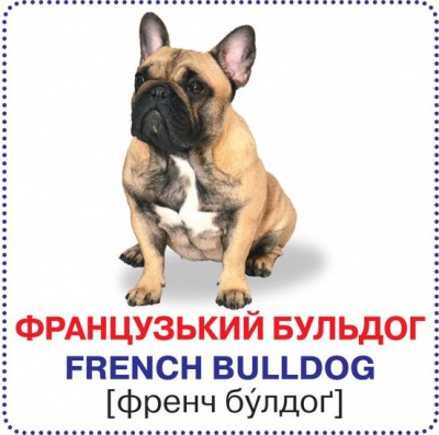 Розумні картки. Собаки MiC F00020495