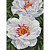 Алмазна мозаїка "Білі півонії" AMO7753 30х40 см