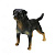 Дитяча іграшкова фігурка тварини "Rottweiler" TBS086-2