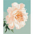 Картина за номерами "Грація півонії" ©Halyna Vitiuk BS53996, 40x50 см
