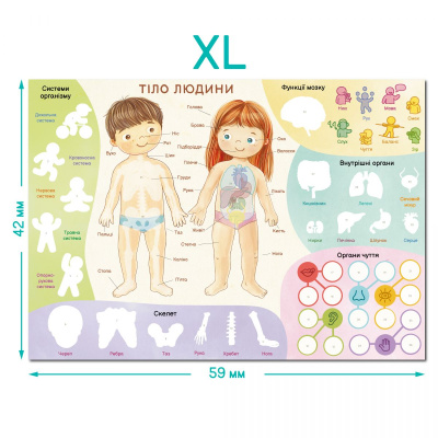 Навчальний постер з наклейками «Тіло людини» XL Dodo 300901