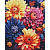 Алмазна мозаїка Барвисті жоржини 40х50 см Ідейка AMO7842
