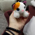 Кошеня з переноскою Plush Pet House (рожевий) MIC DR5109