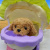 Ігровий набір з песиком у візочку Cute Pet, бузковий вид 1 MIC 688-24A