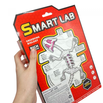 Набір для дослідів  Анатомія тварин, Жаба MIC 801B