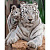 Картина за номерами Білі тигри Оптифрост 0007