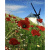 Алмазна мозаїка Млин 30х40 см Strateg HEG86061 Алмазна мозаїка Млин 30х40 см Strateg HEG86061